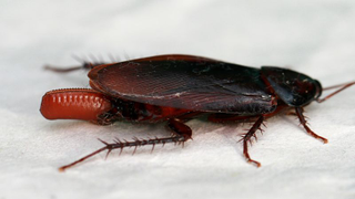 "La escuché morir dentro de mi cabeza": un hombre asegura que una cucaracha puso huevos en su oído
